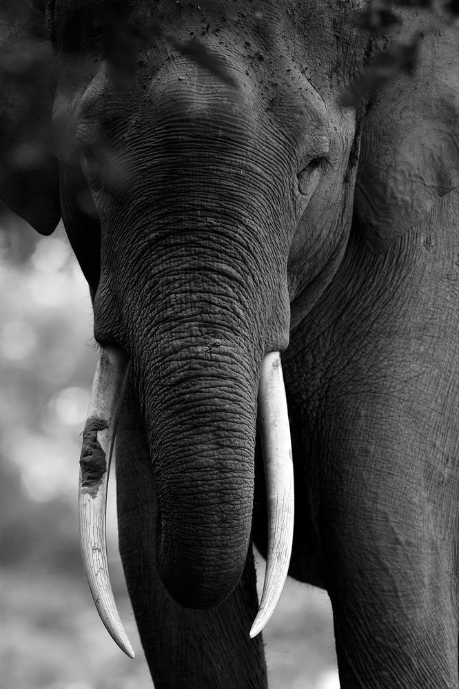 Photograph by Sumon Das