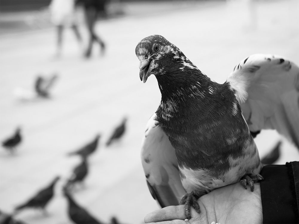 Фотография автора Елена Бурцева