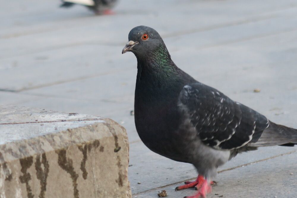 Photograph by Орл Про