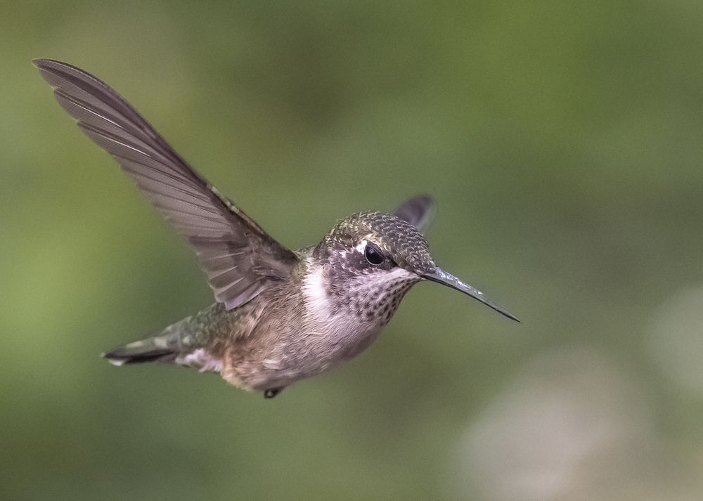 Фотография автора Clement Roy