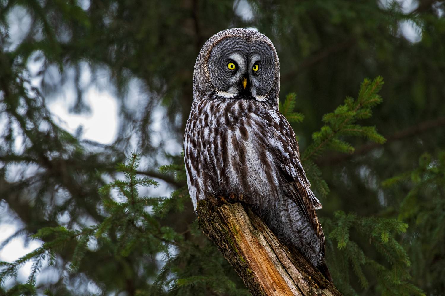 Царица тайги