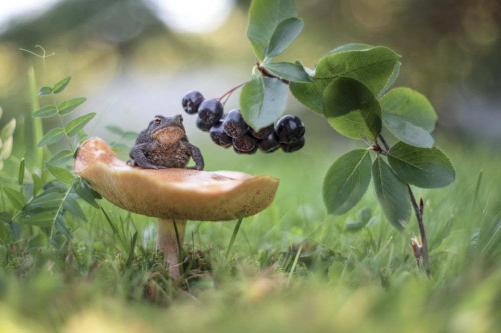 Сказочное макро