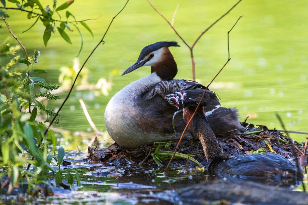 Семейство чомг