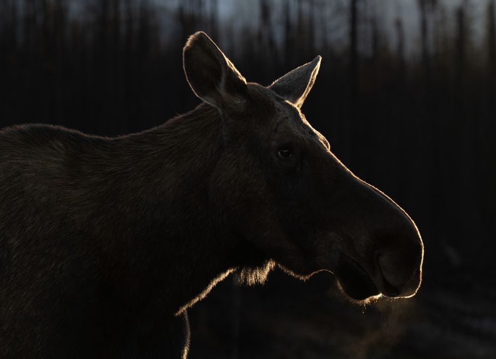 Photograph by Владимир Цветов