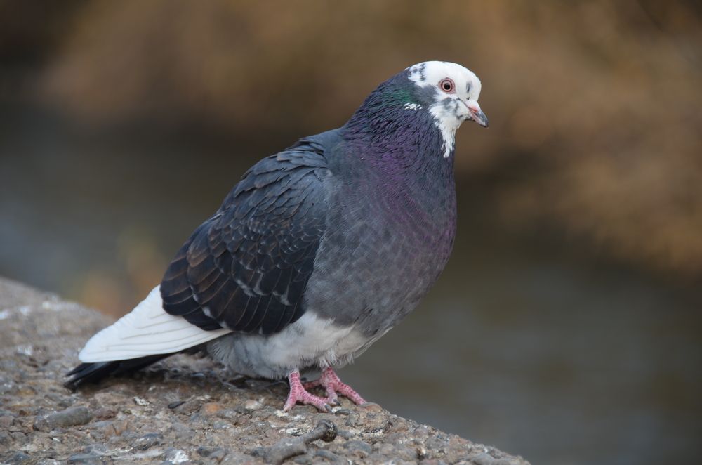 Фотография автора Сергей Королёв