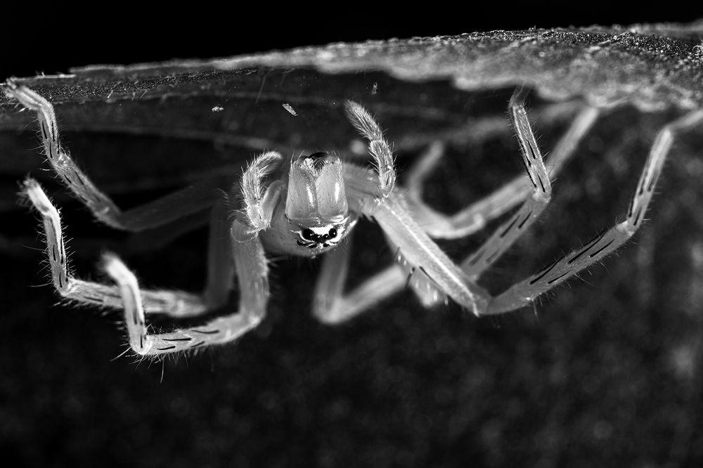 Photograph by Sumon Das