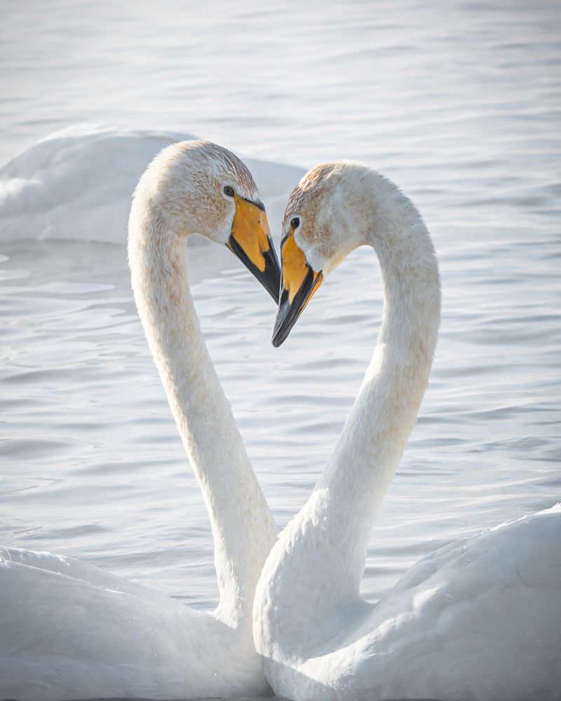 Фотография автора NIKOLAY KALININ