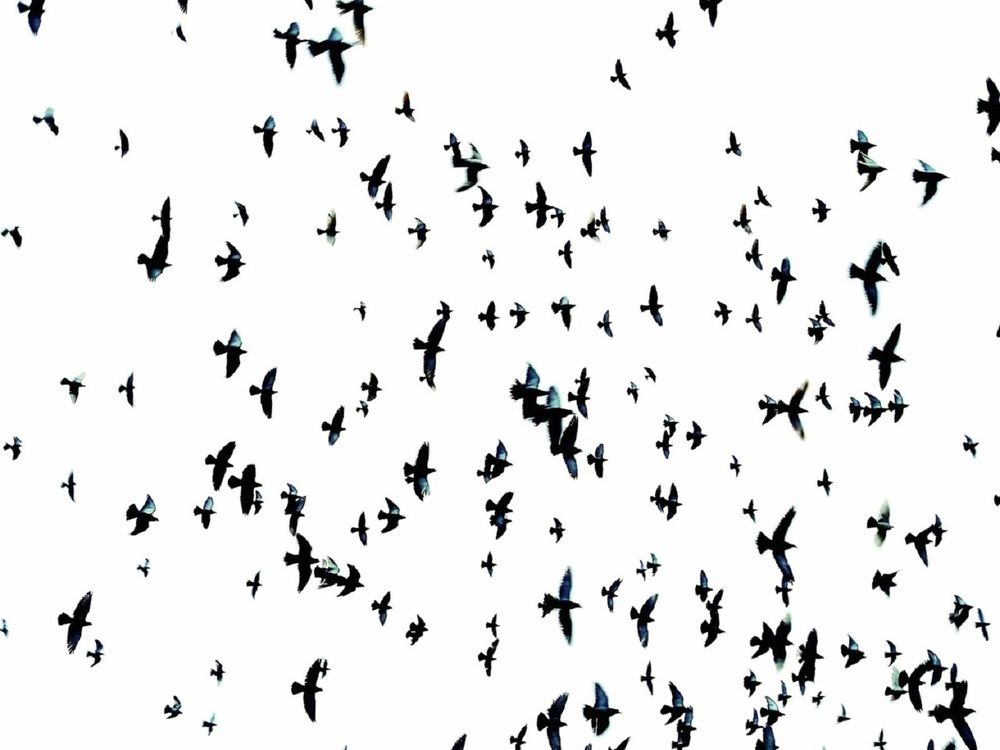 Мурмурация в городе