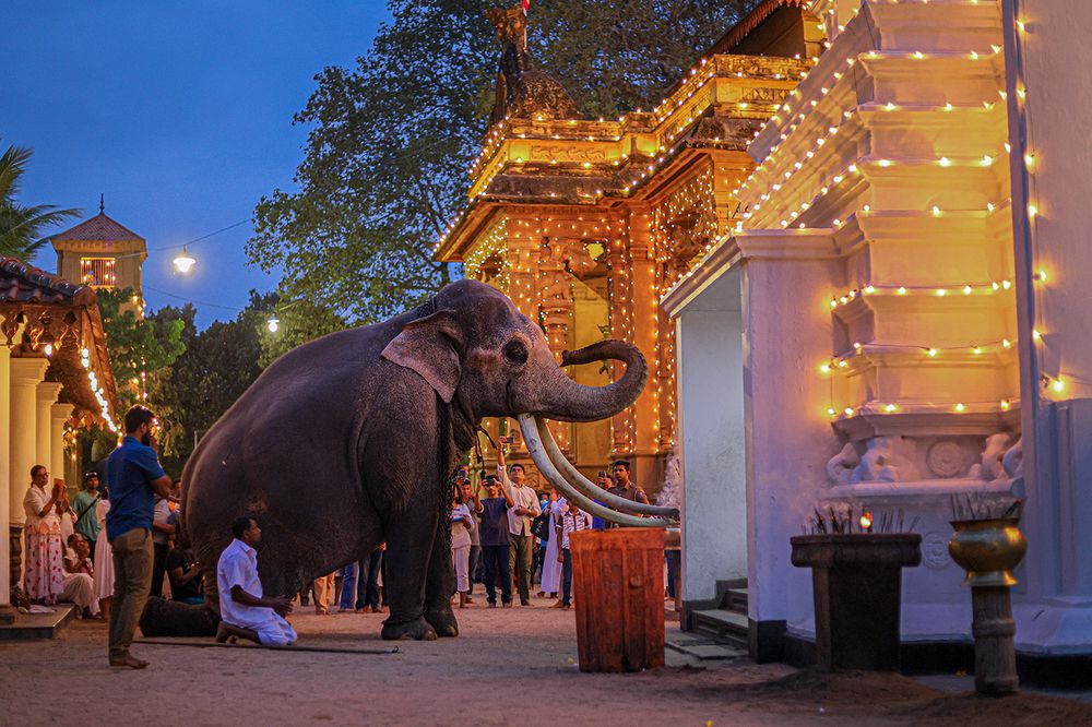 Фотография автора Manjula Perera