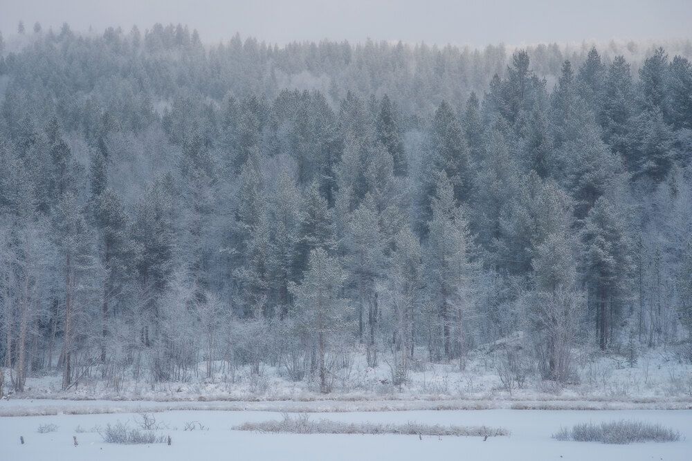 Ажурный лес
