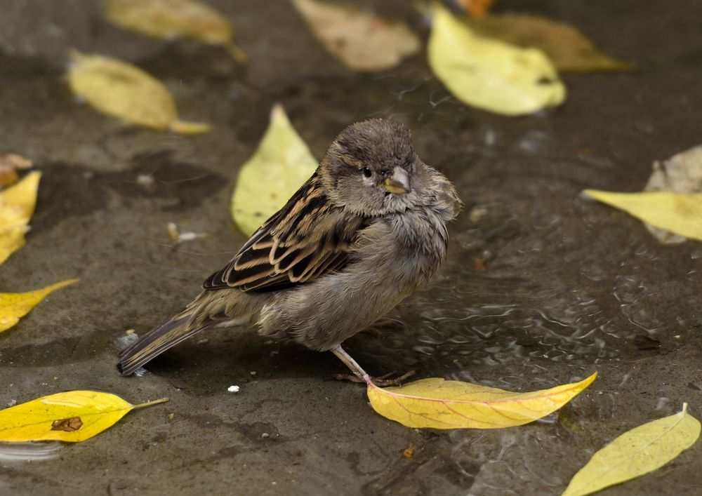 Фотография автора Сергей Чесноков