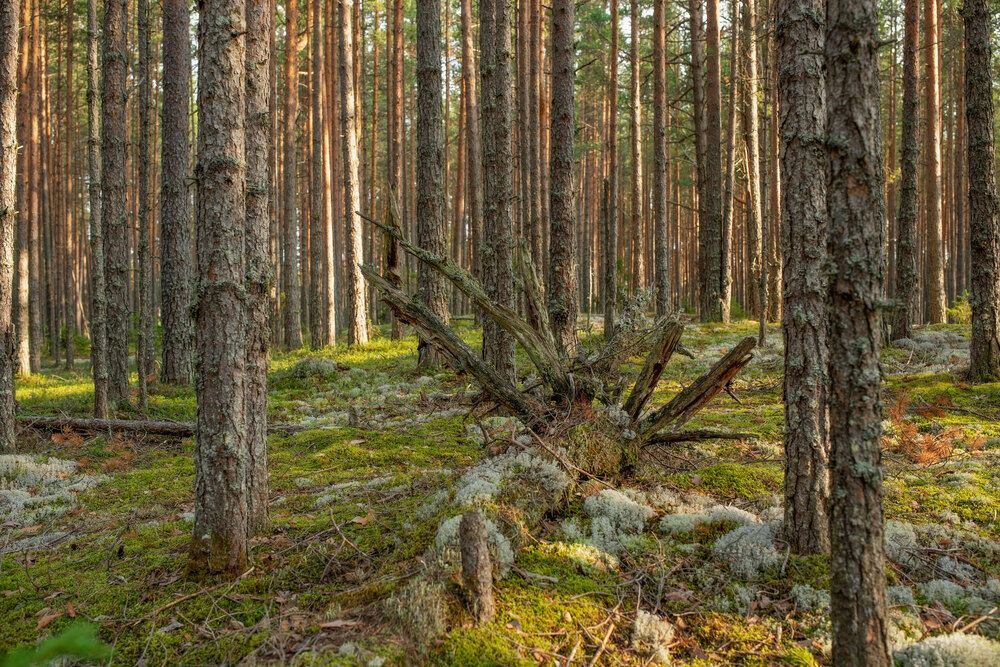 Photograph by Марина Зборацкая