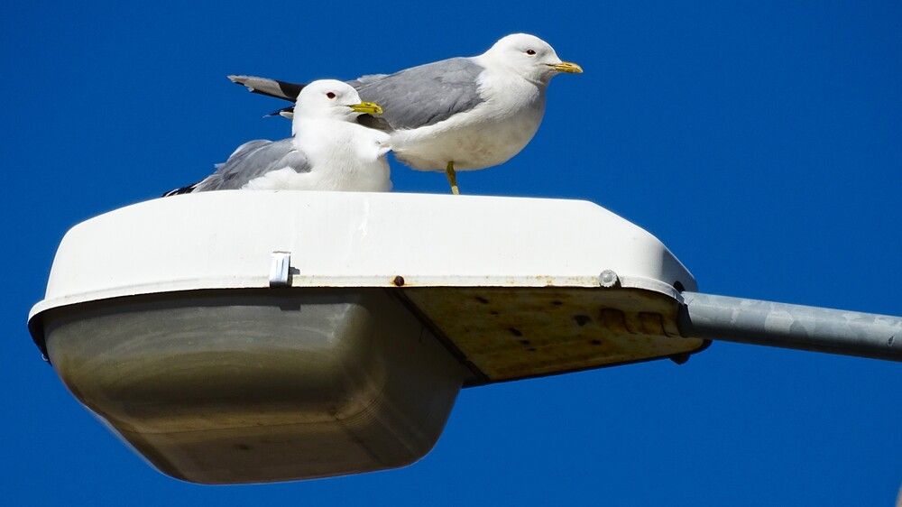 Photograph by Станислав Карташов