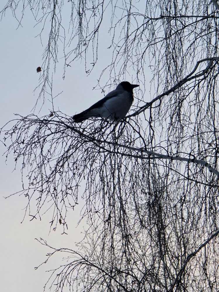 Photograph by Евгения Гриднева