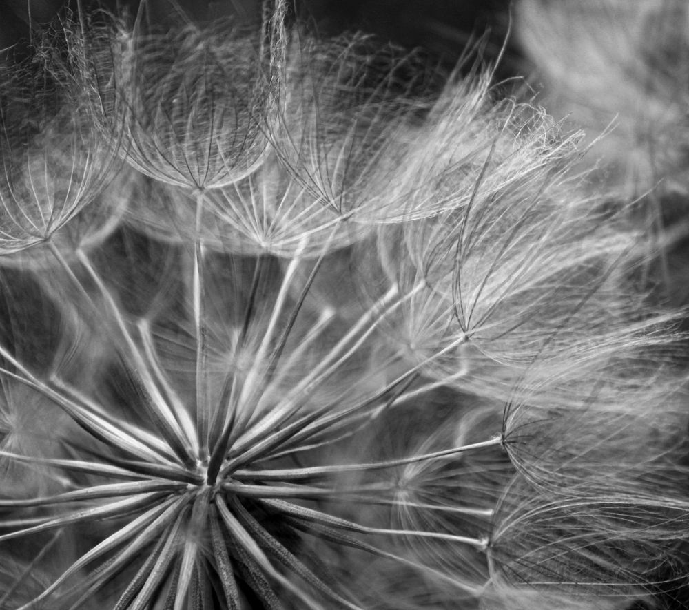 nature's abstract