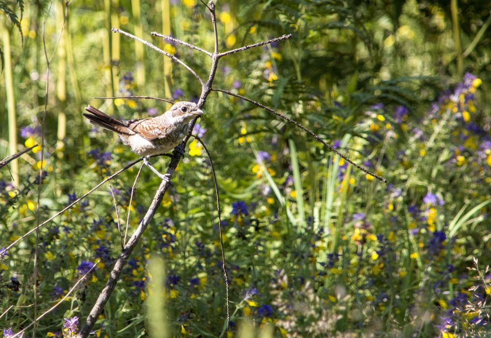Фотография автора Ольга Лихтарь