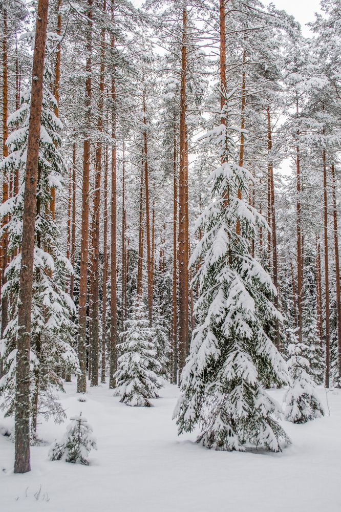 Фотография автора Иван Комаров