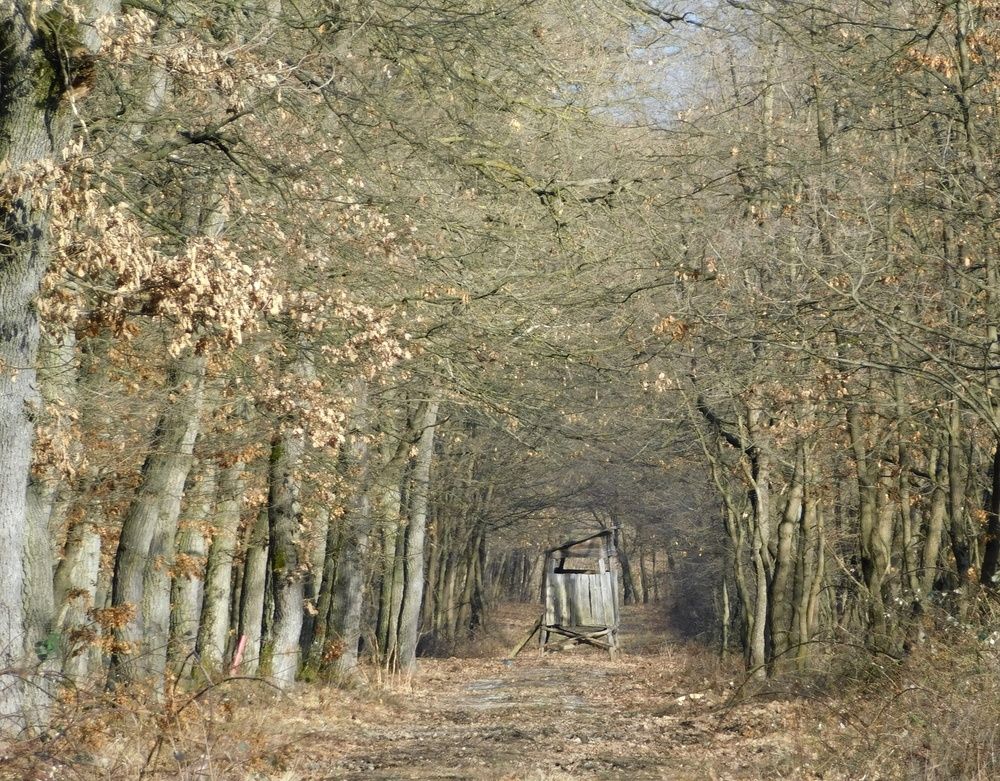 In the middle of the forest