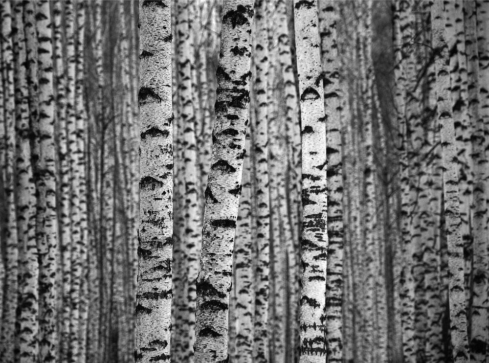 Photograph by Алексей Серпов