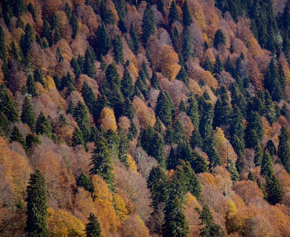 Photograph by Елена Ковалева