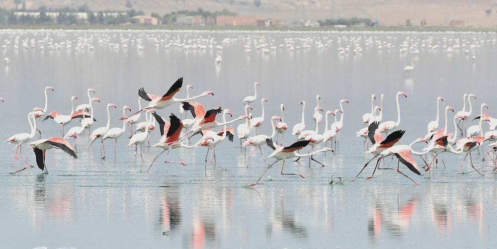 Фотография автора Kaouche Mohamed