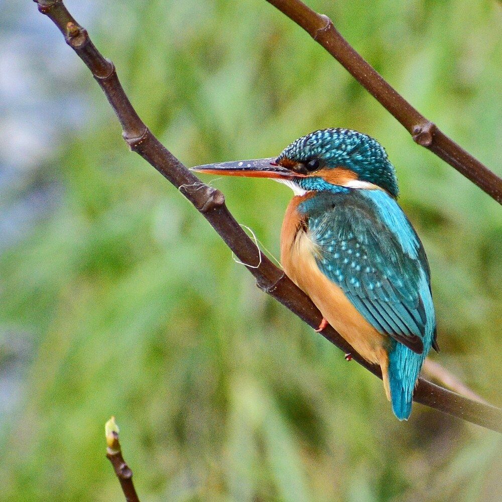 Фотография автора лилия беланова