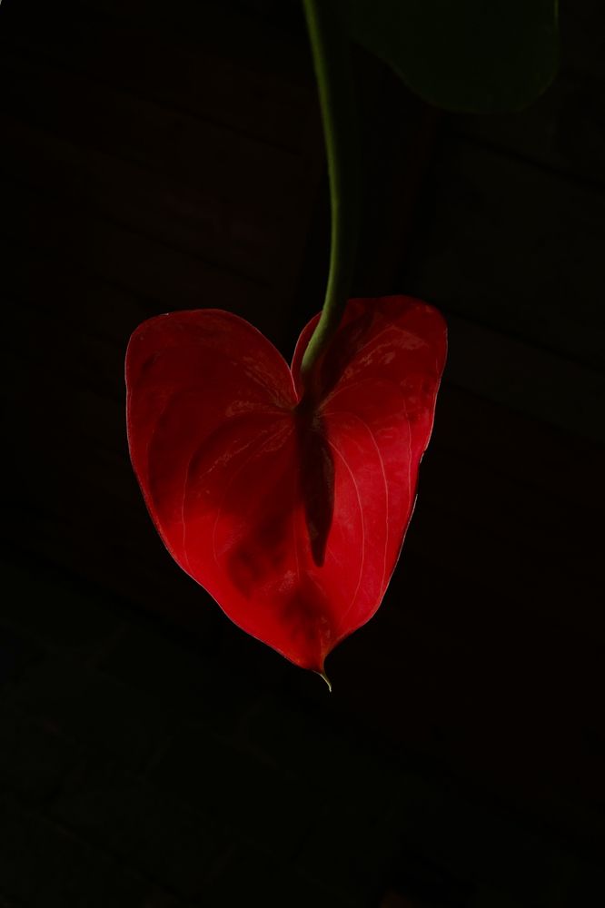 Фотография автора Анастасия Подкорытова