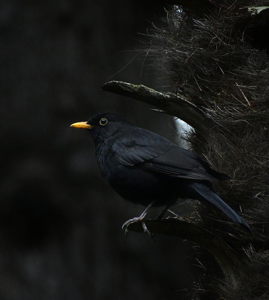 Фотография автора лилия беланова