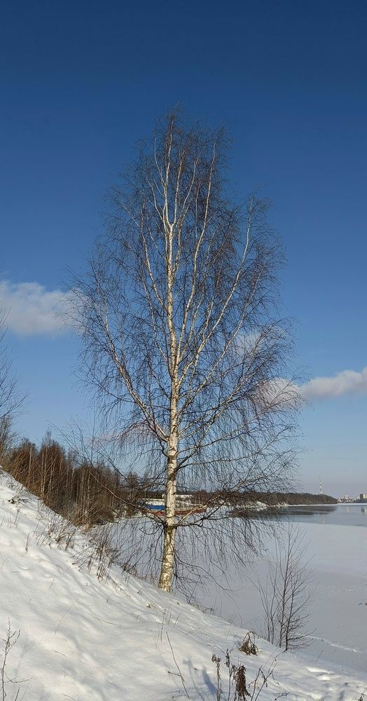 Photo #11803092