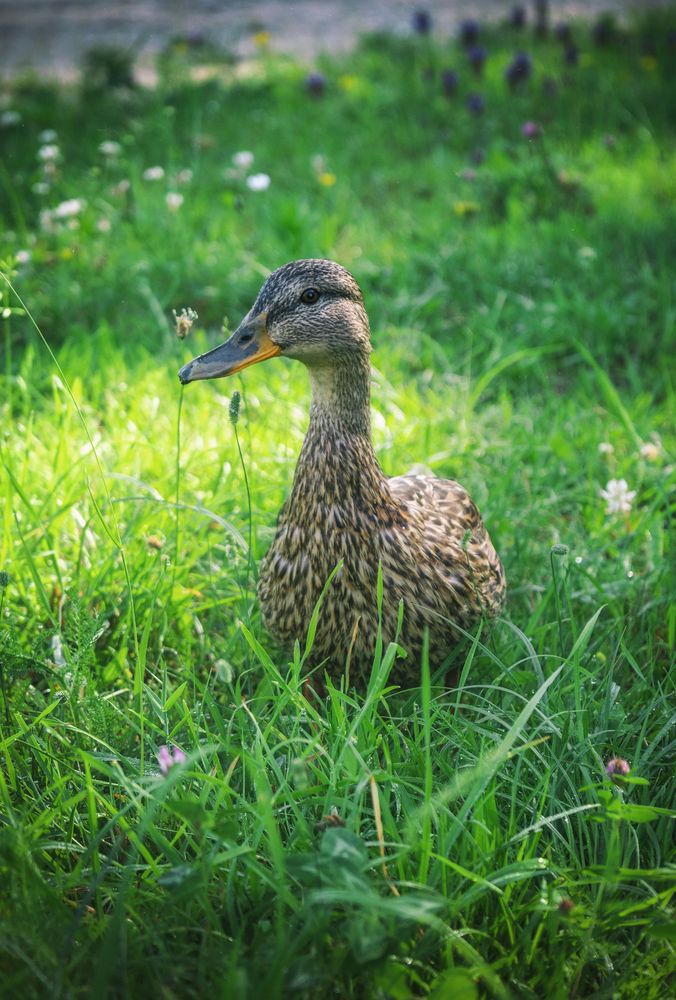 Фотография автора Lija Mežecka