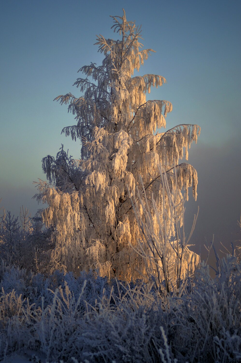 Photo #11803114