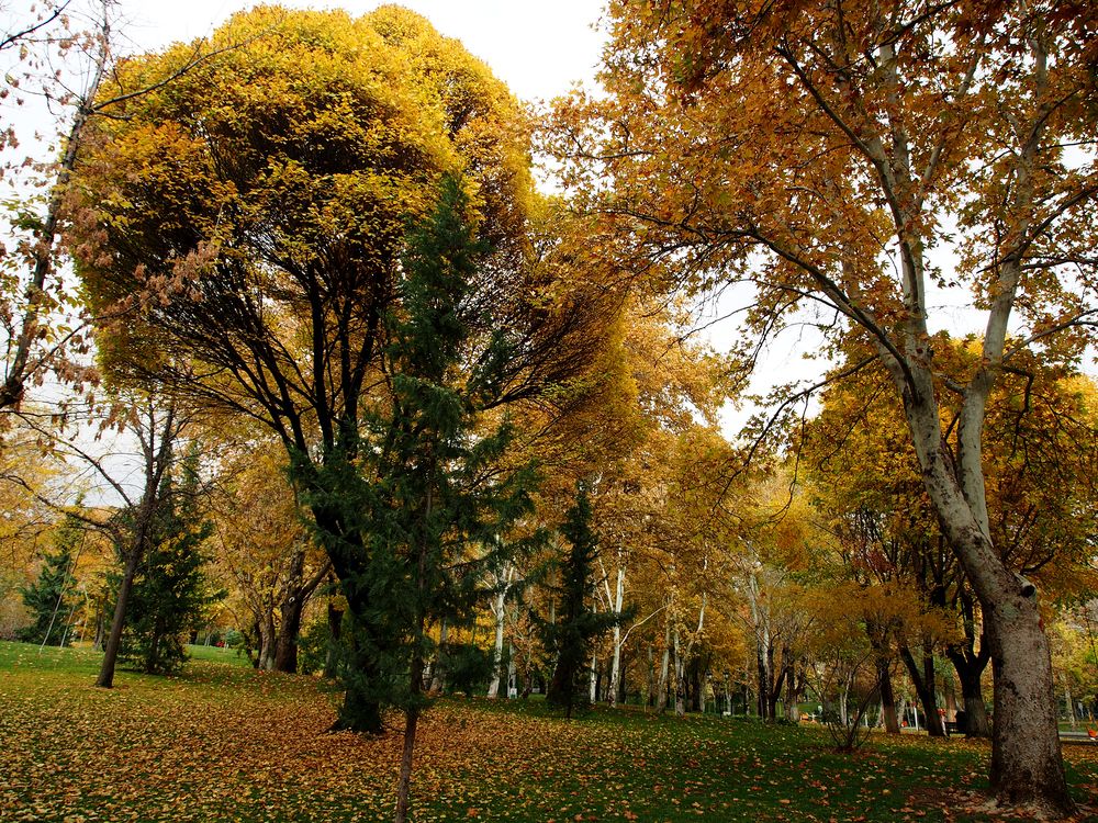 Photograph by Abdolreza Aleagha