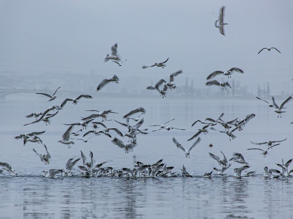Фотография автора Елена Чиликина