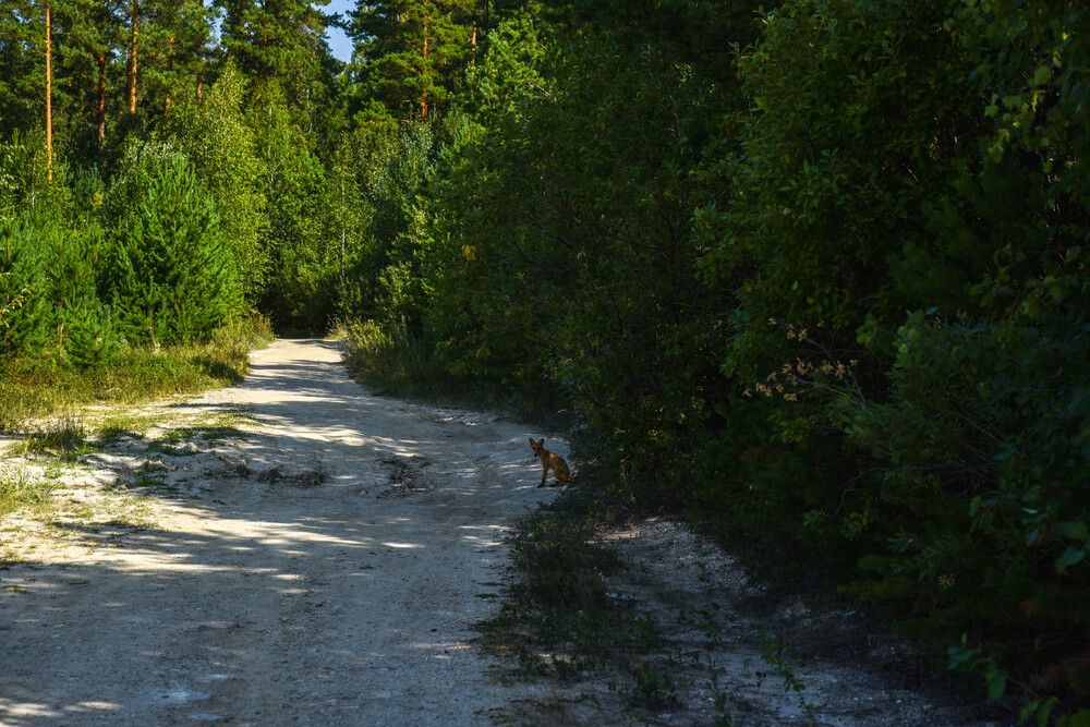 Фотография автора Сергей Чесноков
