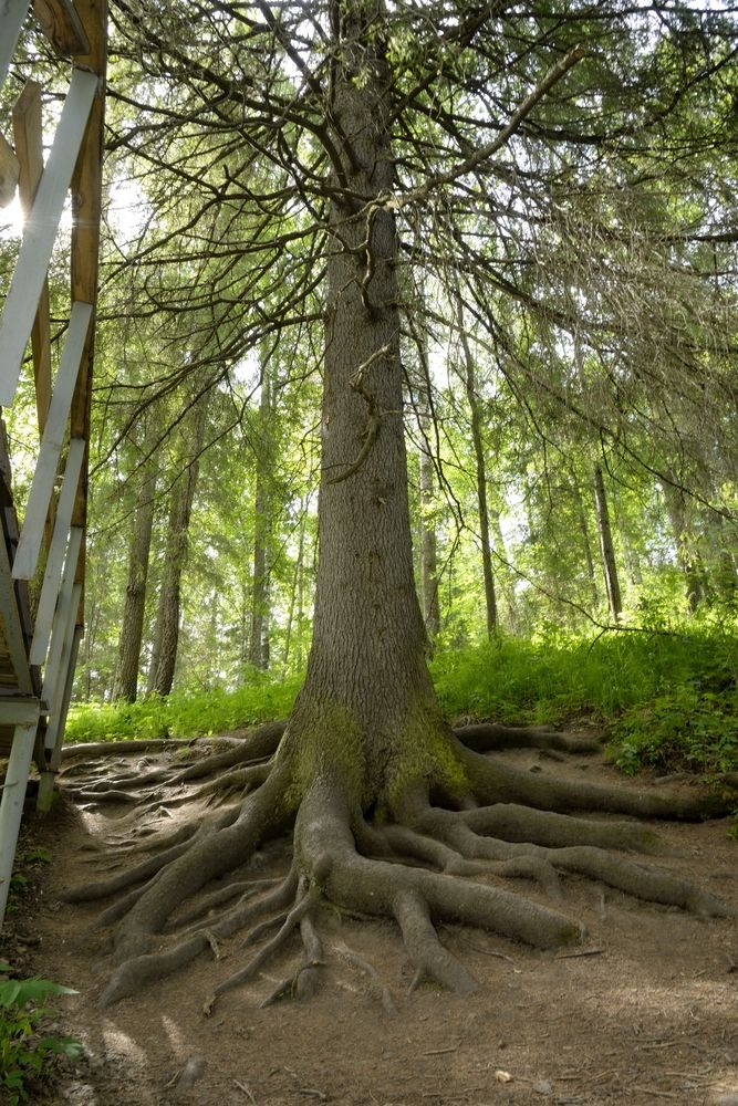 Фотография автора Сергей Чесноков