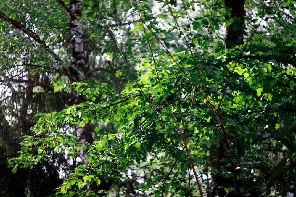 Photograph by Сергей Удовиченко