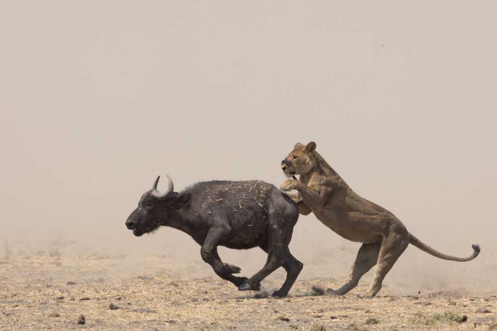 Photograph by Raquel Barao