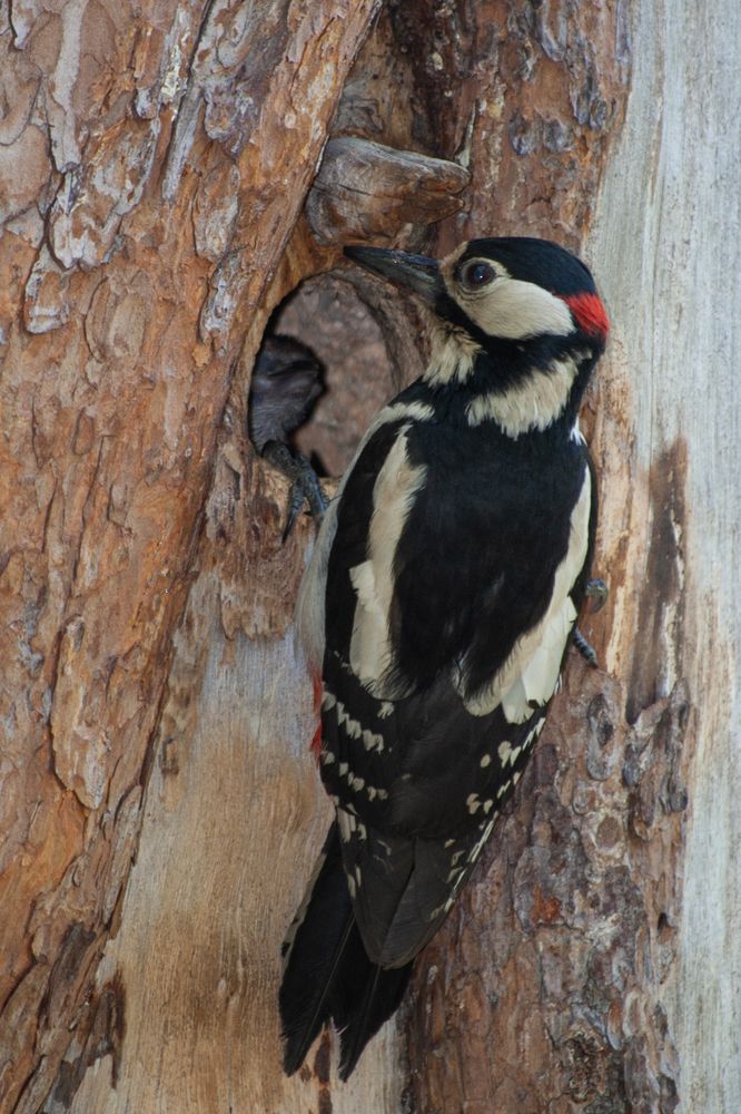 Photograph by ARTEM KORZHUKOV