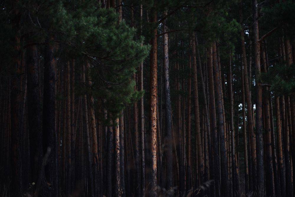 Photograph by Viktoriia Shin