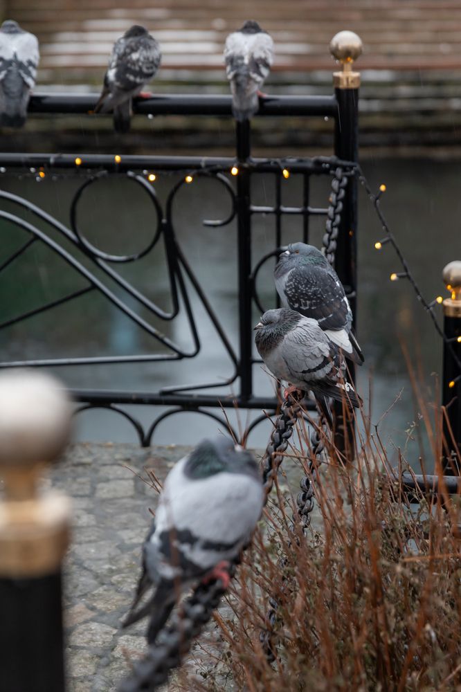 Photograph by Евгения Чех