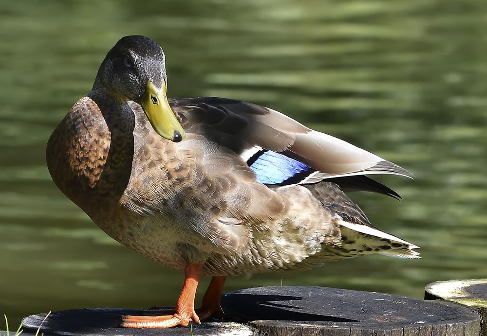 Photograph by Алексей Парамонов