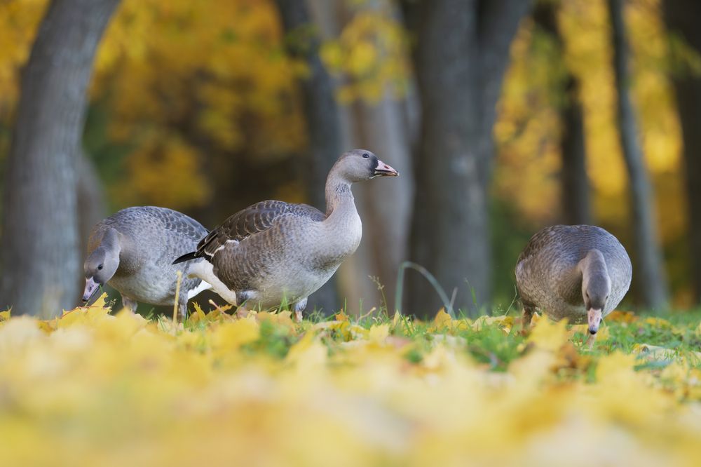 На пролёте.