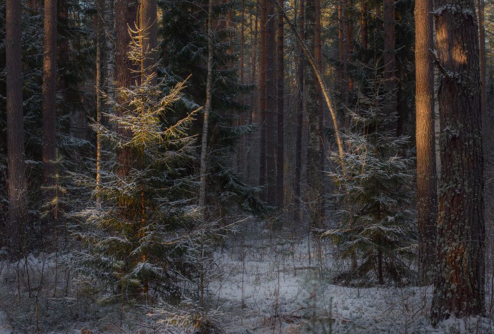 Photograph by Алексеев Дмитрий