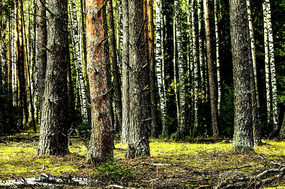 Photograph by Людмила Павловна