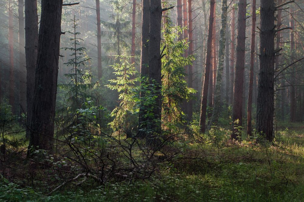 Photograph by Алексеев Дмитрий