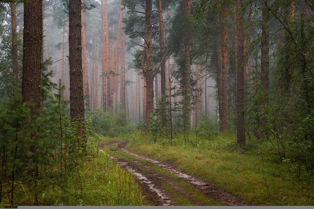 Photograph by Алексеев Дмитрий