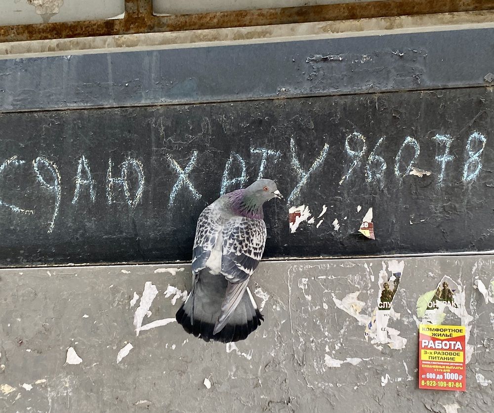 Photograph by Татьяна Шитлина