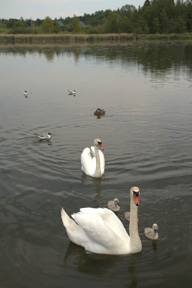 Photograph by Nadin Gaaze