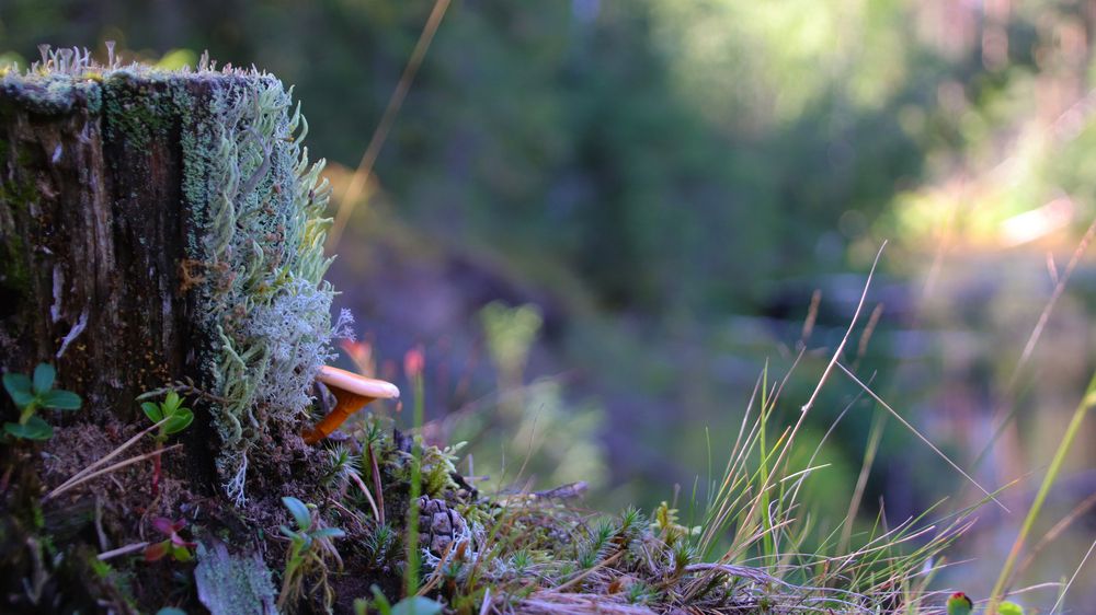 Photograph by Андрей Вешняков