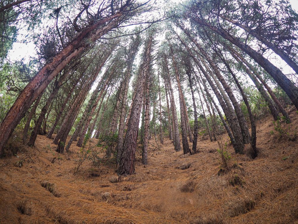 Фотография автора Camilo Rojas